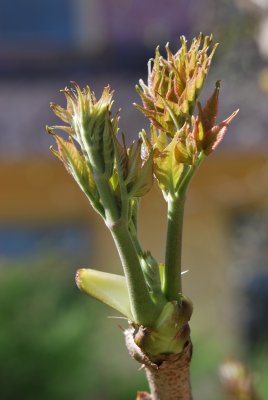 Aralia elata 'Aureovariegata' - arálie štíhlá 'Aureovariegata' - jarní výhonky